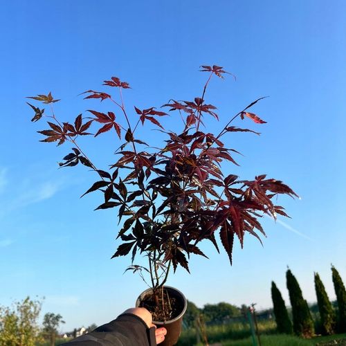 Klon Palmowy ATROPURPUREUM Sadzonka 1L na Arena.pl