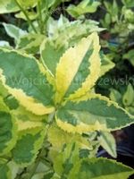 Bez czarny Madonna złocisty krzew przetwory soki