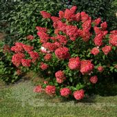 Hortensja Bukietowa WIM'S RED 20-40cm Intensywnie Czerwona