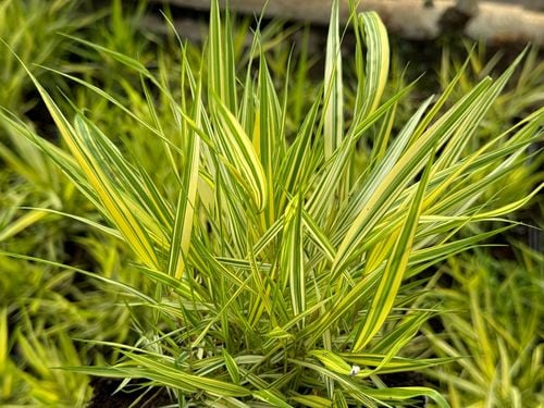 Hakonechloa smukła 'Aureola' (Hakonechloa macra) Doniczka 1.0L na Arena.pl