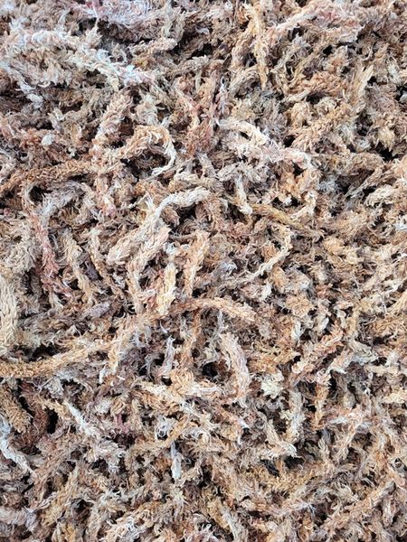 Mech Sphagnum Torfowiec Podłoże do Storczyków 250g zdjęcie 3