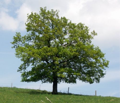 DĄB SZYPUŁKOWY Quercus robur NASIONA 160 sztuk - 1kg. na Arena.pl