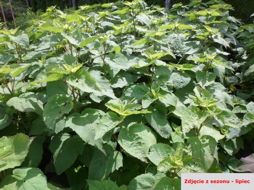 Hibiskus bylinowy OLD YELLA C2 na Arena.pl