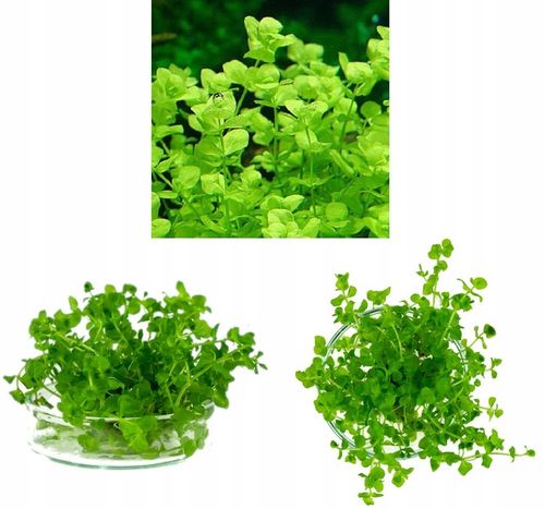 ZESTAW ROŚLIN środkowy plan środek ŁATWY ZESTAW ROŚLIN + gratis PĘSETA na Arena.pl