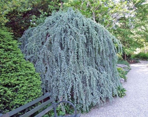 Cedr libański Glauca Pendula 140-160cm 4L na Arena.pl
