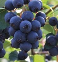 ŚWIDOŚLIWA OLCHOLISTNA Mandam - sadzonki w don.