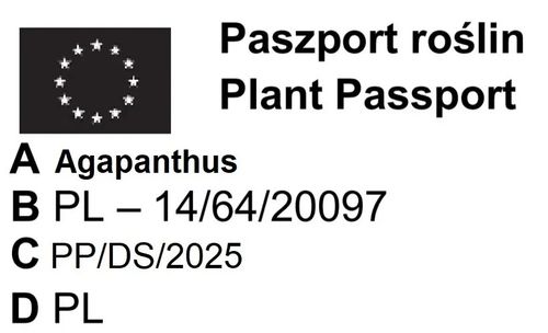 AGAPANT Ever Sapphire - sadzonki 20 / 25 cm na Arena.pl