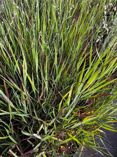 Proso rózgowate 'Sangria' Czerwona trawa (Panicum virgatum) Doniczka 2.0L na Arena.pl