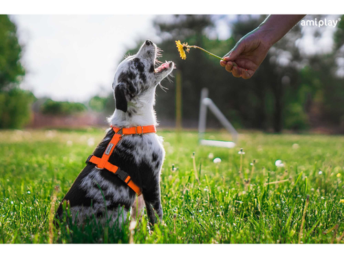 AMIPLAY Guard SAMBA Szelki regulowane dla psa pomarańczowe M na Arena.pl