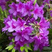 Azalia japońska KONIGSTEIN Fioletowa Na bonsai