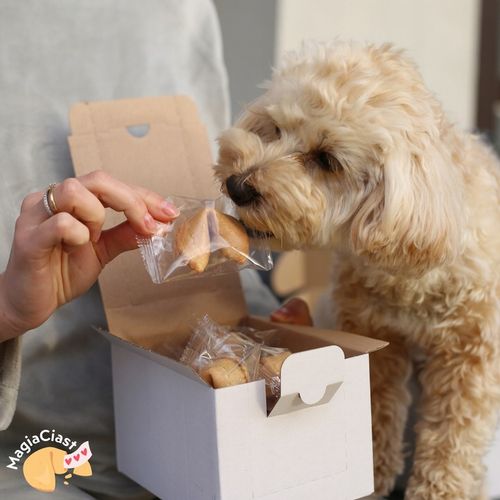 Ciasteczka z Wróżbą Dziękuję Chińskie Ciastko Szczęścia dla Gości 50 szt na Arena.pl