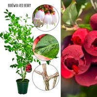 Borówka czerwona Red Berry duże jagody KRZEW 60-90 cm