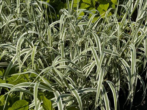 Lasecznica trzcinowata 'Variegata' Wysoka Pstra Trawa Biała (Arundo donax) na Arena.pl