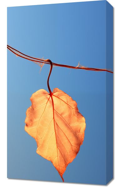 Obraz 40x70cm Ostatni Liść zdjęcie 1