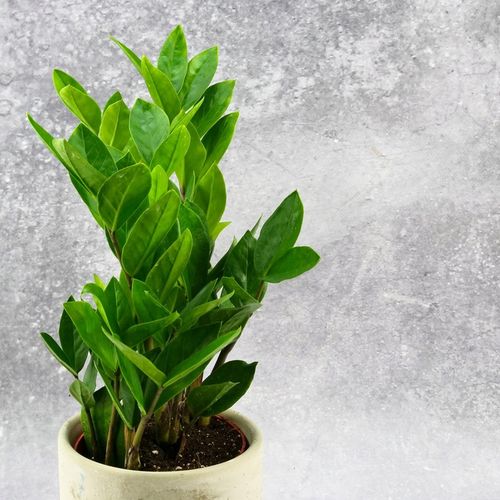 Zamioculcas Zamiokulkas zamiifolia ROŚNIE WSZĘDZIE W ZIMOWYM OPAKOWANIU na Arena.pl