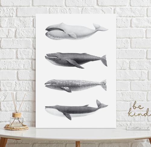 Plakat humbaki wieloryb 21x29,7 cm A4 na Arena.pl