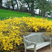 Forsycja MALUCH Niewysoka odmiana Złoty deszcz C2