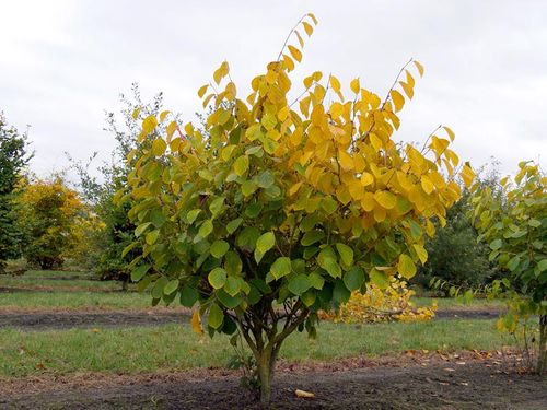 Oczar pośredni Westerstede C2 na Arena.pl