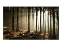 Fototapeta - Las iglasty - poranna mgła