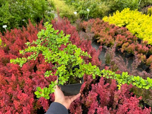 Berberys Thunberga 'Green Carpet' Zielony Dywan (Berberis thunbergii) na Arena.pl