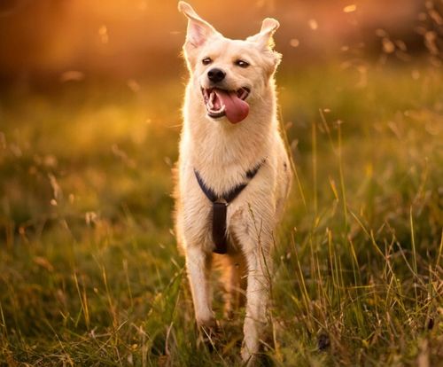 SZELKI GUARD DLA PSA REGULOWANE MOCNE BEZUCISKOWE WYGODNE PORZĄDNE roz. M na Arena.pl