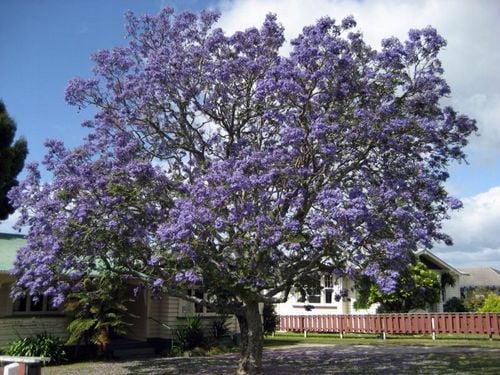 Jakaranda mimozolistna 40-60cm P9 na Arena.pl