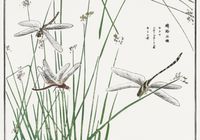 Plakat 66,5x46,5cm Ważki Morimoto Toko Japoński Vintage do Salonu