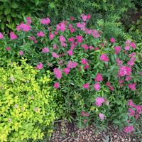 Tawuła japońska DART'S RED Czerwone kwiaty