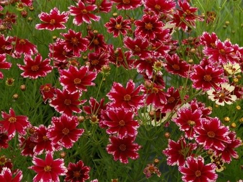 Nachyłek RUBY FROST Czerwony Kwitnie całe lato Sadzonki w doniczkach P11 na Arena.pl