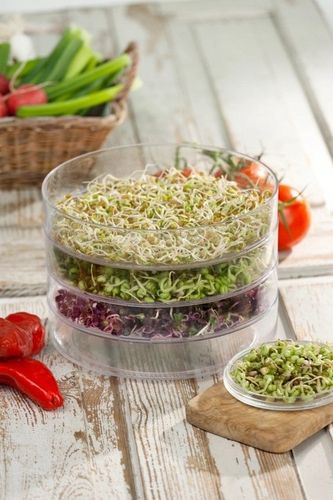 KIEŁKOWNICA 3 SZALKI + Nasiona na kiełki GRATIS! na Arena.pl