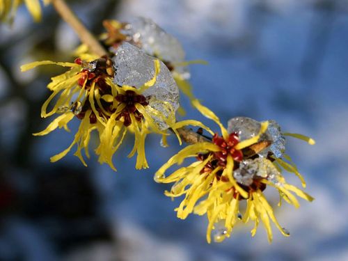 Oczar pośredni Westerstede C2 na Arena.pl