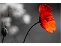 60X40CM SAMOTNY MAK JENNY DOWNING OBRAZ