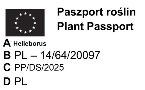 CIEMIERNIK DOUBLE ELLEN PINK - sadzonki 10 / 15 cm na Arena.pl