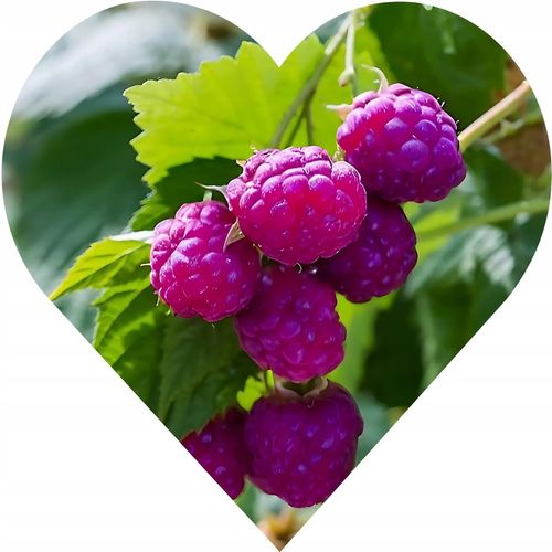 Malina FIOLETOWA , aromatyczne intensywne owocowanie, Soczyste owoce na Arena.pl