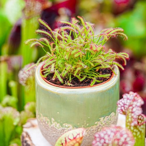 Drosera capensis ROSICZKA PRZYLĄDKOWA na Arena.pl