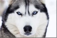 120CM 80CM OBRAZ ŚCIENNY HUSKY