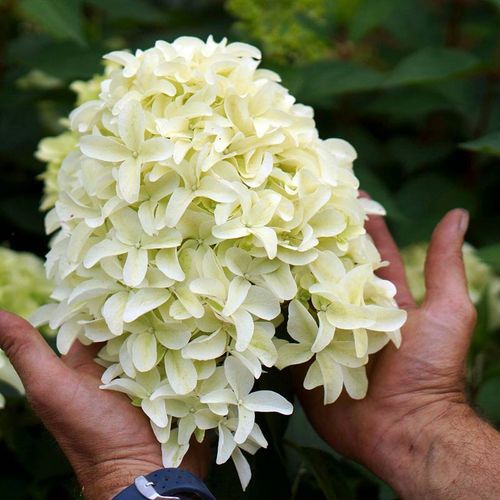 Hortensja bukietowa Skyfall ®  P9 E na Arena.pl