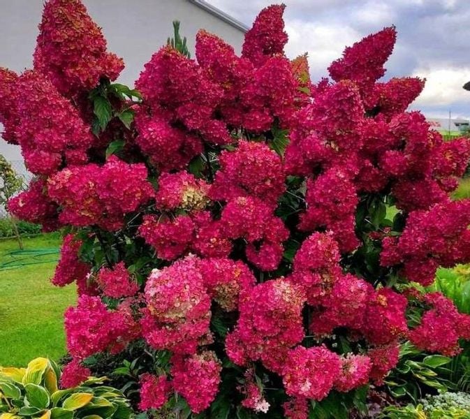 Hortensja Bukietowa MAGICAL FLAME 20-40cm Ognista Czerwień zdjęcie 1