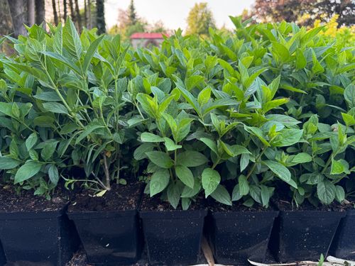 Hortensja bukietowa 'Framboisine' (Hydrangea paniculata) Doniczka 2.0L na Arena.pl