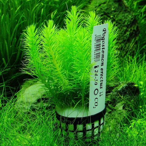 Rośliny do akwarium Pogostemon Erectus Piękny na Arena.pl