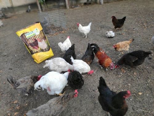 Pasza dla kur niosek GRANULOWANA Piast Pasza dla niosek pełnoporcjowa 25 kg na Arena.pl