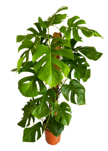 MONSTERA DZIURAWA DELICIOSA 130cm na Arena.pl