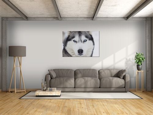 Obraz Husky 100x70 PANORAMA na Arena.pl
