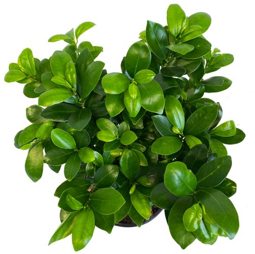 Bonsai Fikus Microcarpa GINSENG 45 cm na Arena.pl