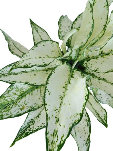 AGLAONEMA SUPER WHITE 30cm na Arena.pl
