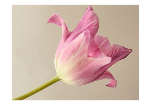 Fototapeta - Pink tulip 400x309 na Arena.pl