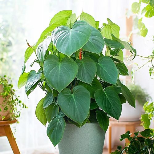 cape jasmine plant Gardenia jasminoides Kleim's Hardy Cape Jasmine – The Plant Firm