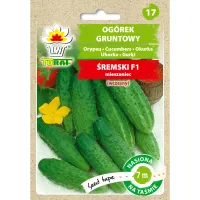 Ogórek gruntowy ŚREMSKI F1 (taśma 7m)