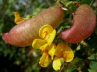 MOSZENKI POŁUDNIOWE sadzonki w don. Miododajne!