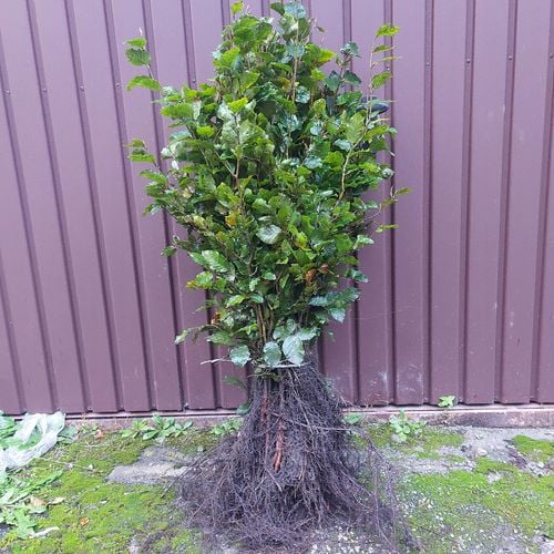 Buk pospolity sadzonki na żywopłot 60-100 cm  I SORT na Arena.pl